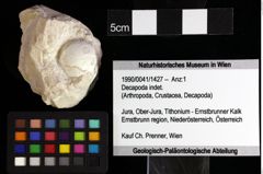 Foto (Objket + Etiketten) von Decapoda indet. 